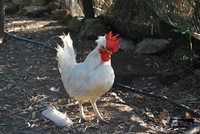 gallo ncazzato.JPG